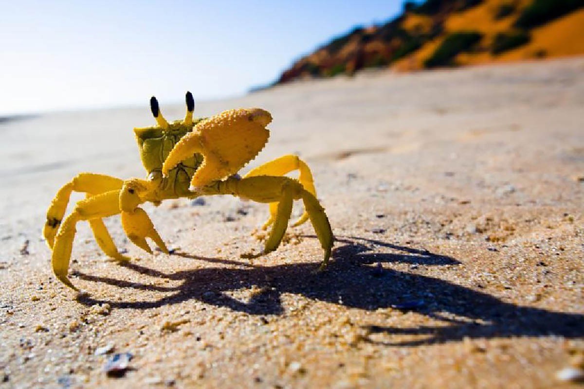 ویدئو/شکار لاک پشت توسط خرچنگ مرموز در ساحل
