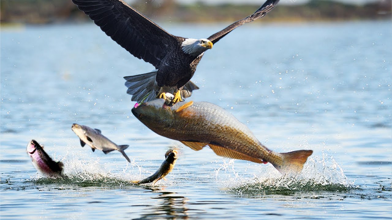 ویدئو/شکار ماهی توسط پلیکان چیره دست