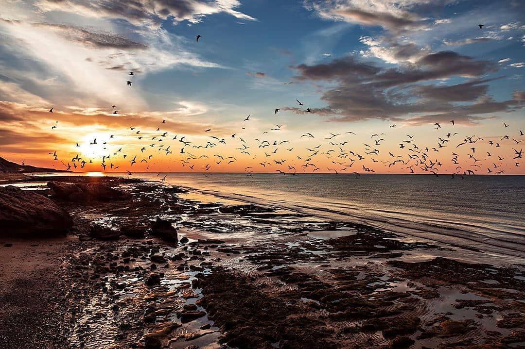عکس/ پرواز مرغان دریایی در ساحل کانی قشم