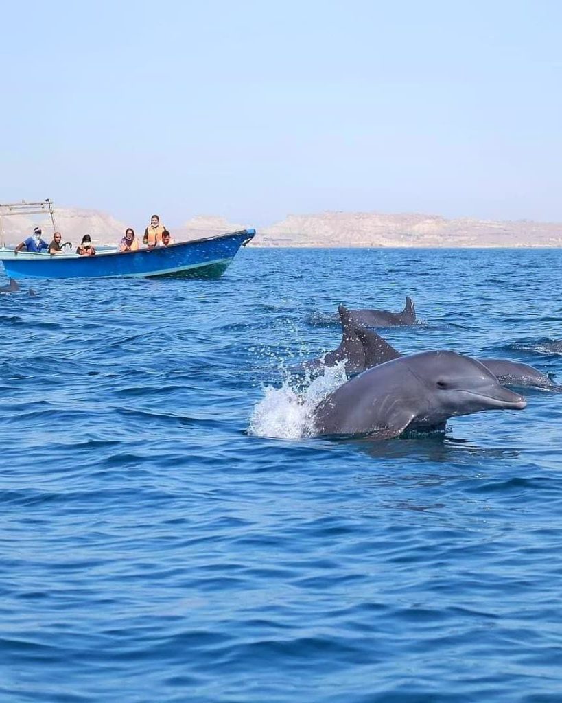 گردشگران در حال بازدید از دلفین های جزیره هنگام هرمزگان