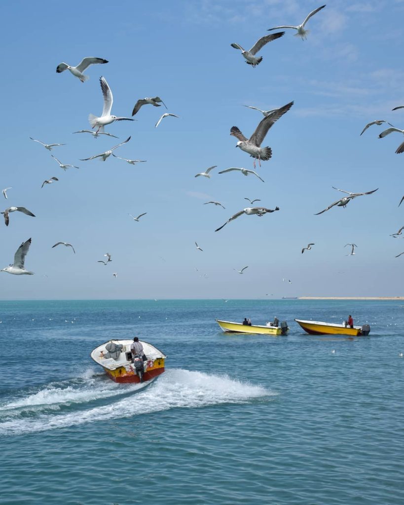 قایقرانی در آب‌وهوا مطبوع بوشهر - عکاس محمد سلیمی پور