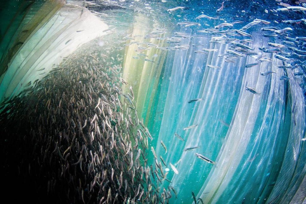 گنجینه پنهان خلیج فارس؛ تصاویر شگفت‌انگیز از دنیای زیر آب هرمزگان