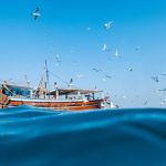 گنجینه پنهان خلیج فارس؛ تصاویر شگفت‌انگیز از دنیای زیر آب هرمزگان