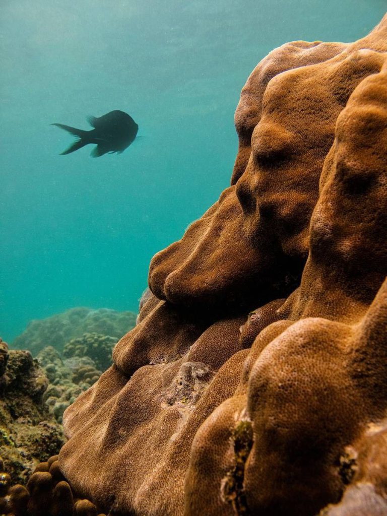 گنجینه پنهان خلیج فارس؛ تصاویر شگفت‌انگیز از دنیای زیر آب هرمزگان