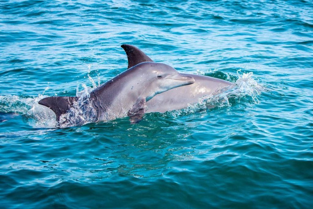 گنجینه پنهان خلیج فارس؛ تصاویر شگفت‌انگیز از دنیای زیر آب هرمزگان